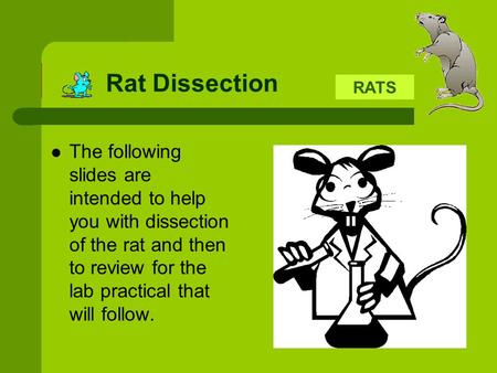 Rat Dissection RATS The following slides are intended to help you with dissection of the rat and then to review for the lab practical that will follow.