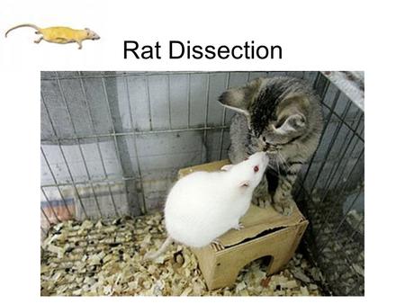 Rat Dissection. Dissection Equipment T pins Tray.