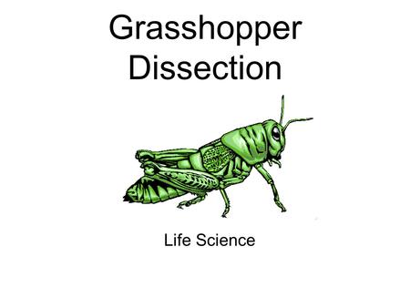 Grasshopper Dissection