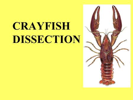 CRAYFISH DISSECTION. Animal Groups Image from:
