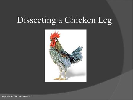 Dissecting a Chicken Leg Birgit Self 4/13/09 TWU EDUC 5131.