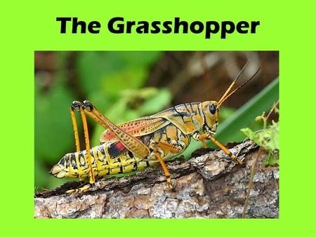 The Grasshopper.