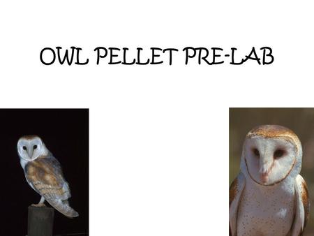 OWL PELLET PRE-LAB.