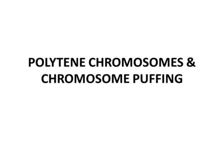 POLYTENE CHROMOSOMES & CHROMOSOME PUFFING