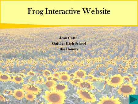 Frog Interactive Website