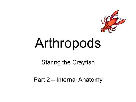 Staring the Crayfish Part 2 – Internal Anatomy