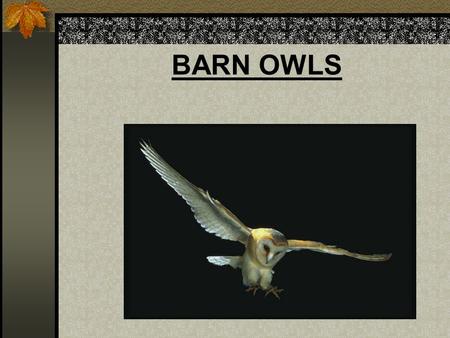 BARN OWLS.