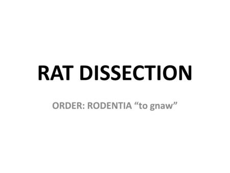 ORDER: RODENTIA “to gnaw”