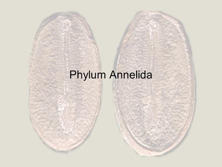 Phylum Annelida. Terrestrial, marine, freshwater. Repeating segments. Triploblastic. True coelomates – complete gut. Closed circulatory system. Well developed.