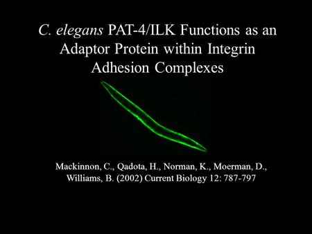 C. elegans PAT-4/ILK Functions as an Adaptor Protein within Integrin Adhesion Complexes Mackinnon, C., Qadota, H., Norman, K., Moerman, D., Williams, B.