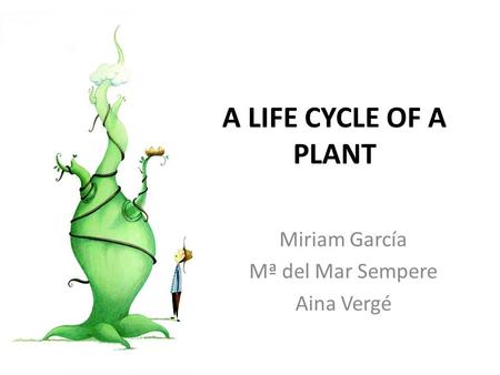 A LIFE CYCLE OF A PLANT Miriam García Mª del Mar Sempere Aina Vergé.