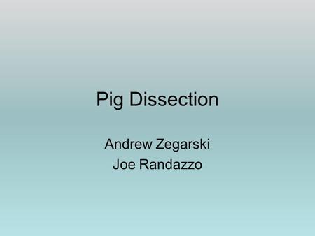 Pig Dissection Andrew Zegarski Joe Randazzo. Set up dissection table with paper towels, a tray to dissect the pig in, gloves, the fetal pig, and your.