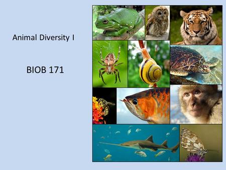 Animal Diversity I BIOB 171. Introduction Domain Eukarya, Kingdom Animalia Heterotrophic – obtain food by ingesting other organisms or their by-products.