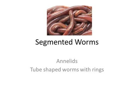 Annelids Tube shaped worms with rings