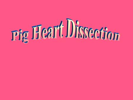 Pig Heart Dissection.