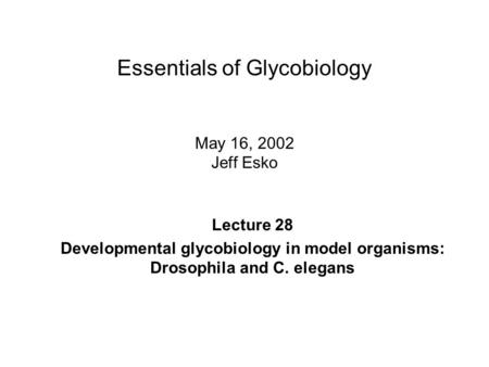 Essentials of Glycobiology May 16, 2002 Jeff Esko Lecture 28 Developmental glycobiology in model organisms: Drosophila and C. elegans.