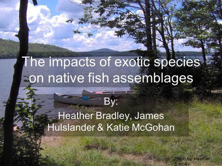 The impacts of exotic species on native fish assemblages By: Heather Bradley, James Hulslander & Katie McGohan Photo by: Heather Bradley.