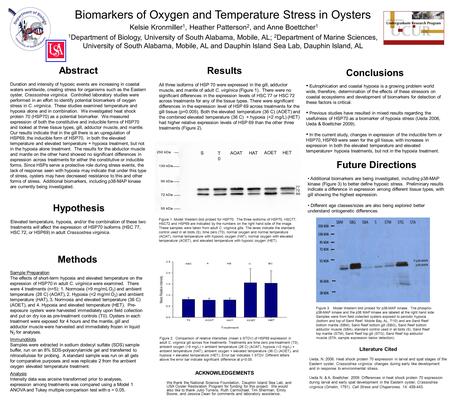 Biomarkers of Oxygen and Temperature Stress in Oysters Kelsie Kronmiller 1, Heather Patterson 2, and Anne Boettcher 1 1 Department of Biology, University.
