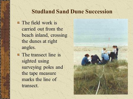 Studland Sand Dune Succession