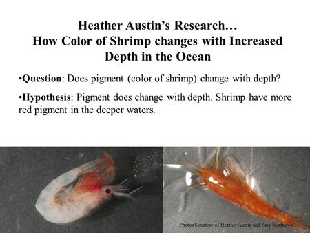 Heather Austin’s Research… How Color of Shrimp changes with Increased Depth in the Ocean Question: Does pigment (color of shrimp) change with depth? Hypothesis:
