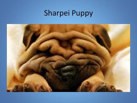 Sharpei Puppy. The Nature of Science Science may be described as the attempt to give good accounts of the patterns in nature. The result of scientific.