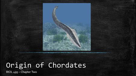 Origin of Chordates BIOL 495 – Chapter Two.