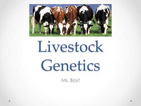 Livestock Genetics Ms. Boyt. How can genetics help us in the livestock industry? Selection- the breeding or mating of animals to produce certain desired.