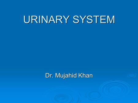 URINARY SYSTEM Dr. Mujahid Khan. Urinary System It consists of: It consists of:  The kidneys, which excrete urine  The ureters, which convey urine from.