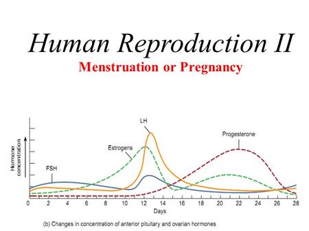 Menstruation or Pregnancy