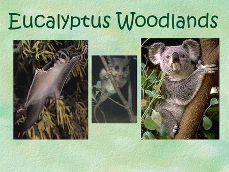 Eucalyptus Woodlands Location The Eucalyptus Woodlands are mainly found on the south eastern coast of Australia.