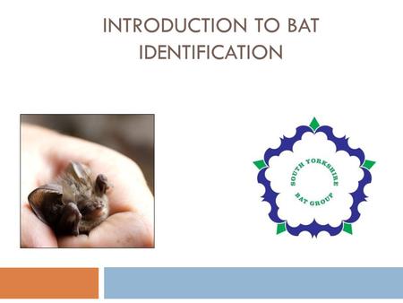 INTRODUCTION TO BAT IDENTIFICATION. South Yorkshire bats UK = 17 species South Yorkshire = 9-10 species  Small common bats of edge habitats  common.