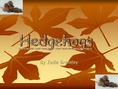 Hedgehogs By Jodie Grimsley.