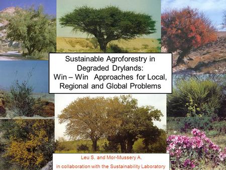 Sustainable Agroforestry in Degraded Drylands: Win – Win Approaches for Local, Regional and Global Problems Leu S. and Mor-Mussery A. in collaboration.