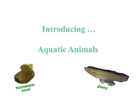 Introducing … Aquatic Animals. Observing Freshwater Snails Observe, draw, and describe.