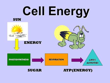Cell Energy SUN ENERGY SUGAR ATP(ENERGY) LIFE’S ACTIVITIES