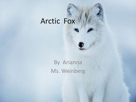 Arctic Fox By Arianna Ms. Weinberg.