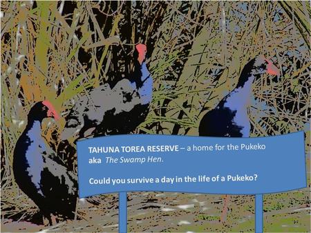 TAHUNA TOREA RESERVE – a home for the Pukeko aka The Swamp Hen. Could you survive a day in the life of a Pukeko?