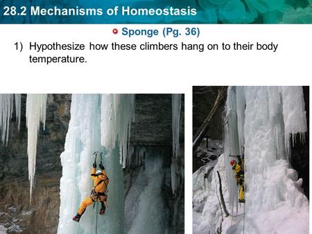 Sponge (Pg. 36) Hypothesize how these climbers hang on to their body temperature.