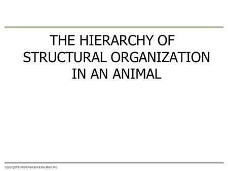 THE HIERARCHY OF STRUCTURAL ORGANIZATION IN AN ANIMAL