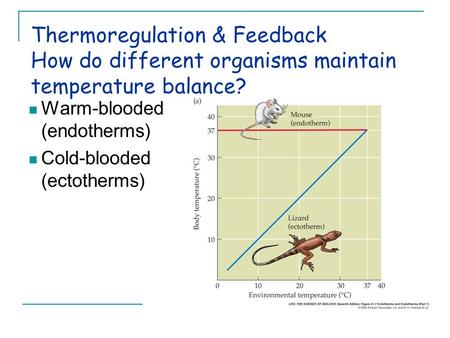 Thermoregulation & Feedback How do different organisms maintain temperature balance? Warm-blooded (endotherms) Cold-blooded (ectotherms)