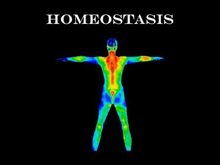 Homeostasis Homeostasis is like your home’s thermostat Thermostat’s set point is 75ºF Inside temperature = heat 72ºF73ºF74ºF75ºF.