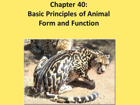 Chapter 40: Basic Principles of Animal Form and Function.
