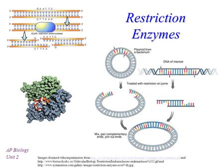 Restriction Enzymes AP Biology Unit 2 Images obtained without permission from  and.