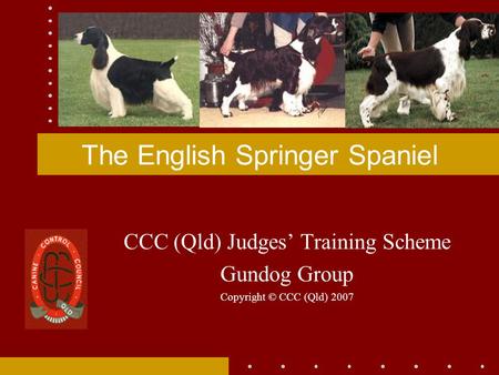 The English Springer Spaniel CCC (Qld) Judges’ Training Scheme Gundog Group Copyright © CCC (Qld) 2007.