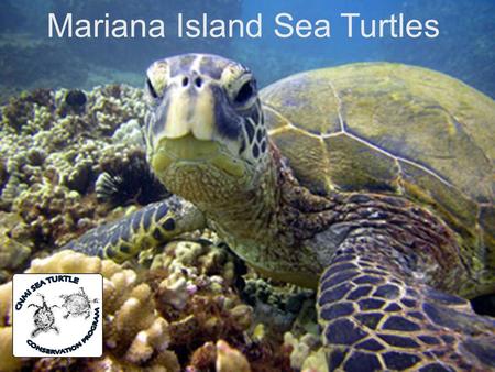 Mariana Island Sea Turtles. Background  Populations of sea turtles have been around since the time of the dinosaurs but their numbers have been drastically.