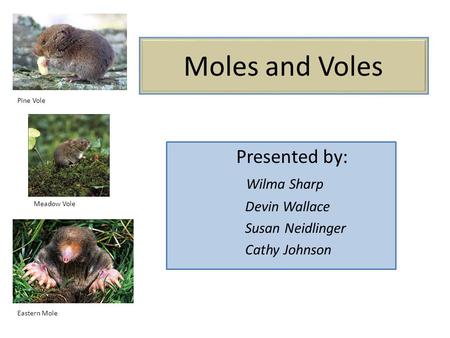 Moles and Voles Presented by: Wilma Sharp Devin Wallace