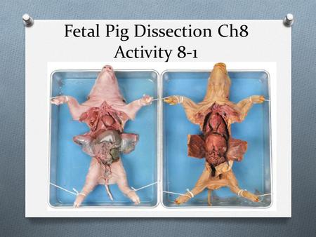 Fetal Pig Dissection Ch8 Activity 8-1