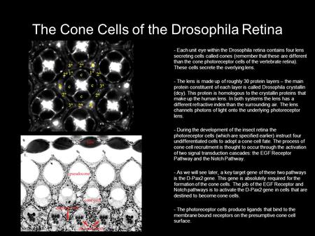 The Cone Cells of the Drosophila Retina