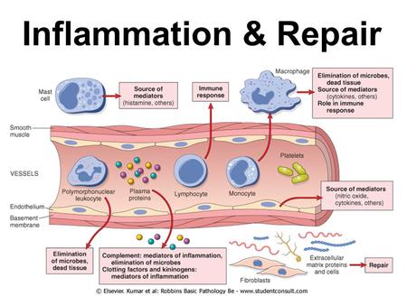 Inflammation & Repair. Inflammation Acute Inflammation Cardinal signs –Red (rubor) –Swelling (tumor) –Warm (calor) –Tender (dolor) –Loss of function.