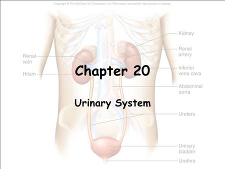 Chapter 20 Urinary System.